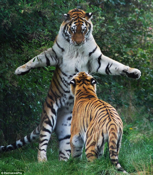 No,+I%27m+top+cat!+Tiger+stands+up+for+himself+at+British+zoo+1.jpg