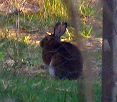2007-05-14-bunny2.jpg