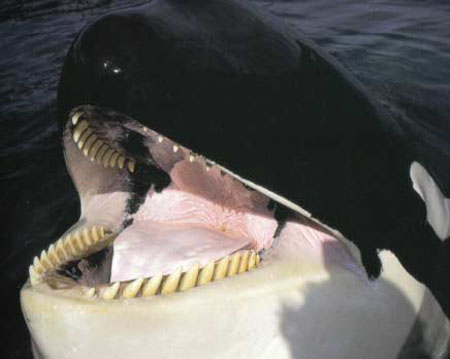 orca-whale-teeth.jpg
