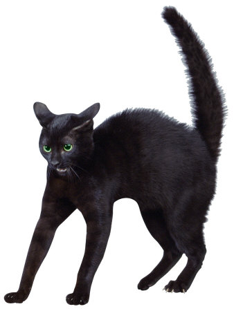 scared-black-cat.jpg