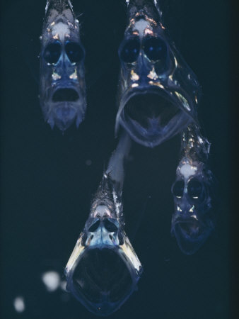 paul-zahl-close-view-of-a-group-of-hatchetfish.jpg