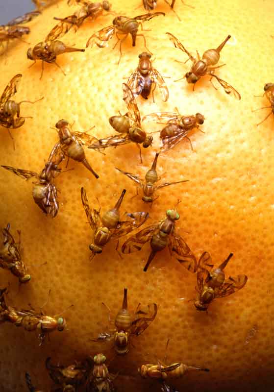 mexican-fruit-flies.jpg