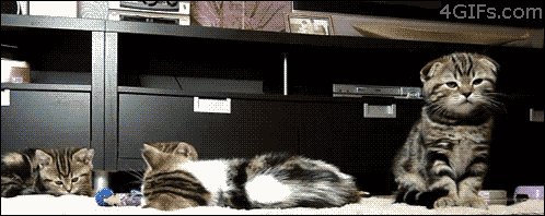 funny-scared-surprised-cats-kittens-animated-gif-pics.gif