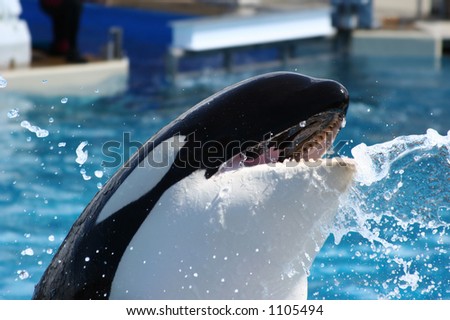 stock-photo-orca-whale-killer-whale-with-his-mouth-open-and-the-splashes-of-water-around-suspended-in-the-air-1105494.jpg
