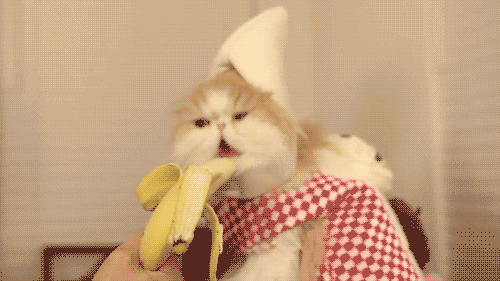 cat-eating-a-banana-animated-gif.gif