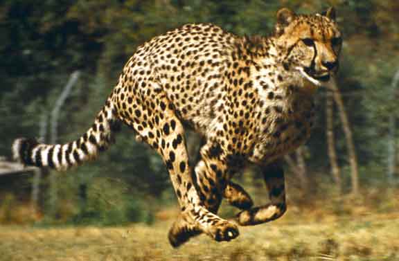 running-cheetah.jpg