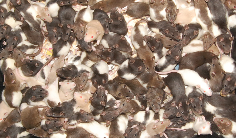 alot_of_rats_2_by_d6o6c6.jpg
