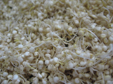 quinoa_sprouts_ready-3.jpg