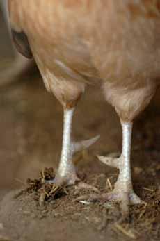 chicken-legs1.jpg