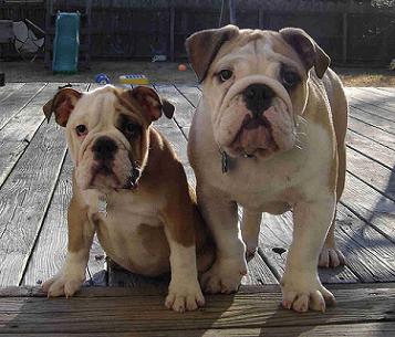 English-Bulldog-Puppies.jpg