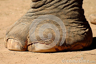 elephant-foot-thumb513357.jpg