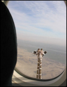 giraffe_plane.jpg