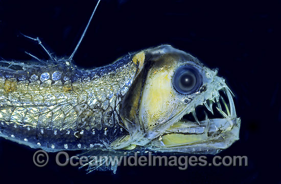 viperfish-40M0911-03.jpg