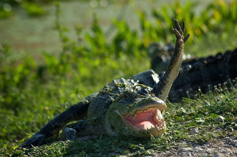 waving-alligator-big.jpg