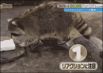 Raccoon washes cotton candy - GIF - Imgur