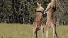 kangaroo-kick.gif