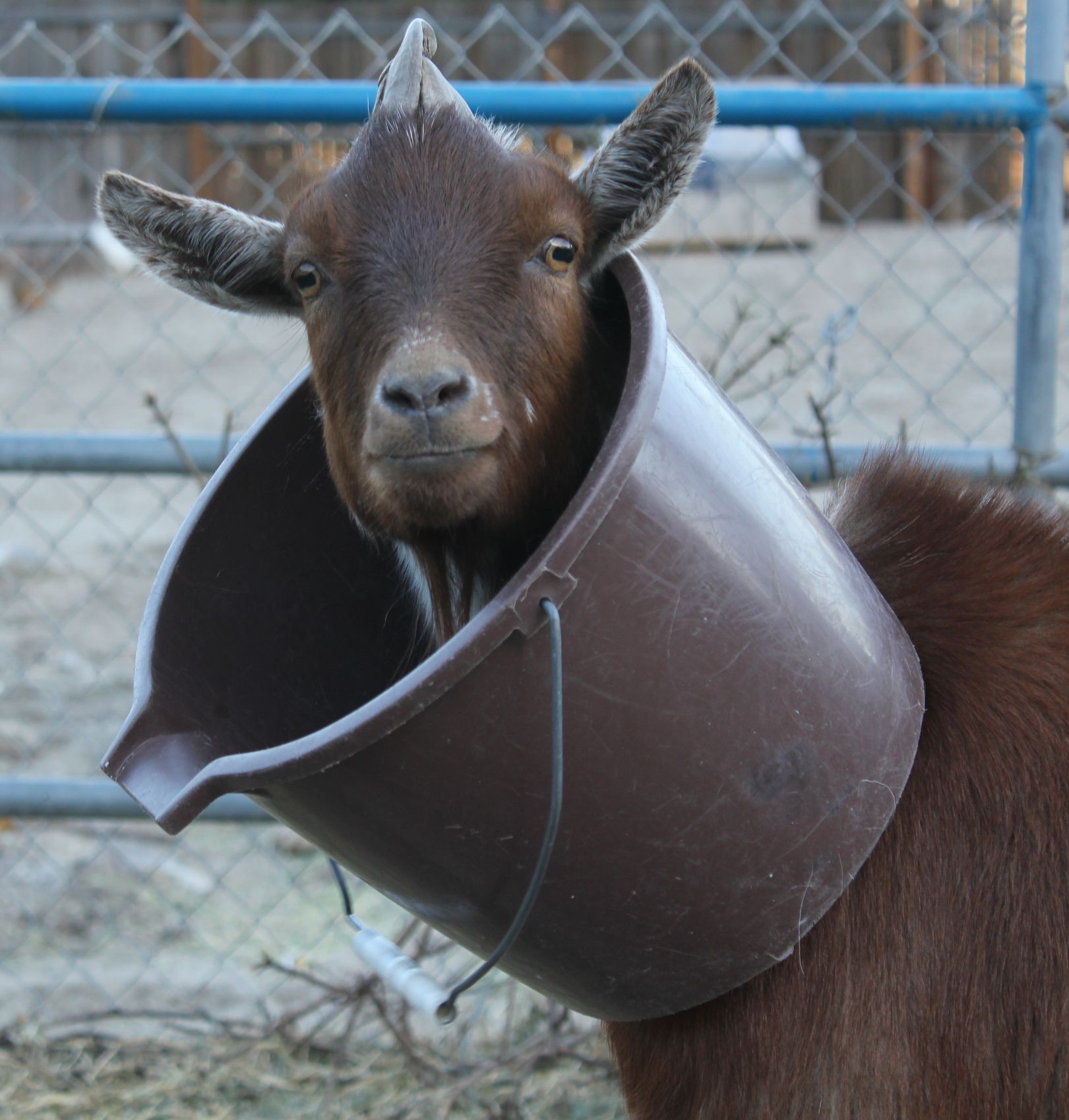 goat-bucket1.jpg