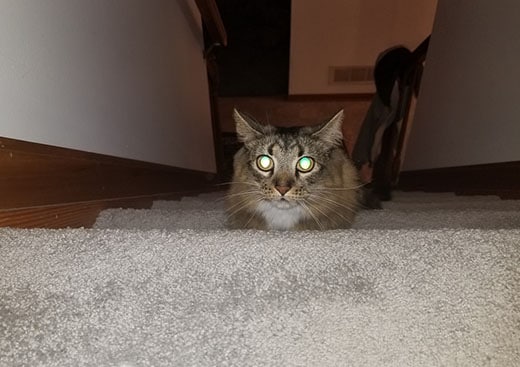 cat-with-glowing-eyes-on-stairs-SW.jpg